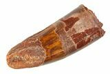Fossil Spinosaurus Tooth - Feeding Worn Tip #354728-1